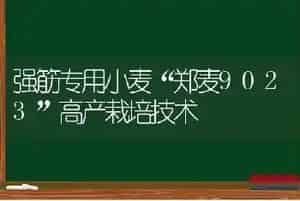 强筋专用小麦“郑麦9023”高产栽培技术
