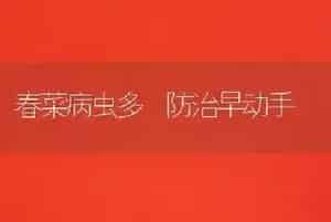 春菜病虫多 防治早动手