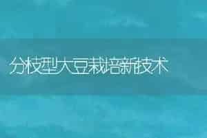 分枝型大豆栽培新技术