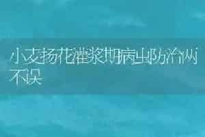 小麦扬花灌浆期病虫防治两不误