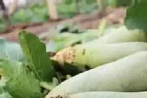 青萝卜含糖量高吗?