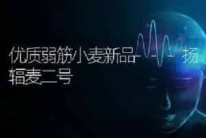 优质弱筋小麦新品---扬辐麦二号