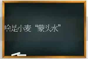 啥是小麦“蒙头水”