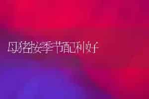 耐热黄瓜新品种---津绿4号