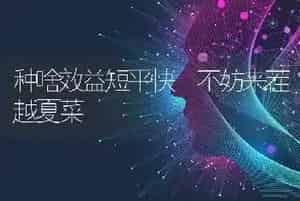 种啥效益短平快 不妨来茬越夏菜