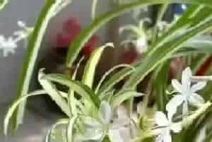 美国吊兰开花有毒吗,对身体有害吗?