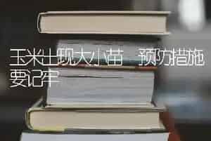 玉米出现大小苗 预防措施要记牢