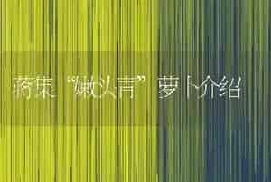 蒋集“嫩头青”萝卜介绍
