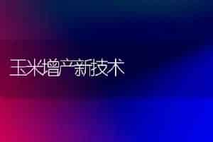 玉米增产新技术