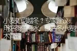小麦如何越冬?专家建议：用好雨雪降水,做好冬小麦技术管理