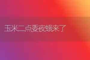 玉米二点委夜蛾来了