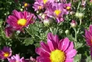 菊花适合在室内养吗?菊花的摆放与风水禁忌