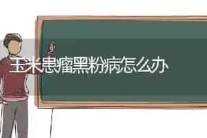 玉米患瘤黑粉病怎么办