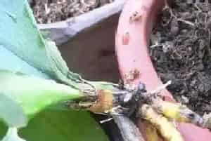 蝴蝶兰烂根怎么办?蝴蝶兰烂根原因与处理方法