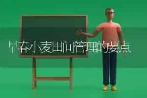 早春小麦田间管理的要点