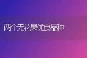 两个无花果优良品种