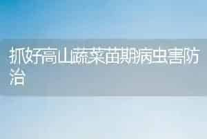 抓好高山蔬菜苗期病虫害防治