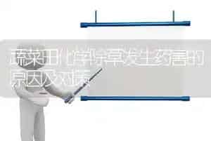 蔬菜田化学除草发生药害的原因及对策