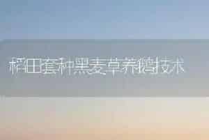 小麦贮藏技巧