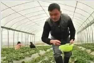 草莓冬季该怎么施肥？施肥量及时间把握