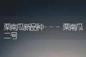 栗南瓜新品种---栗南瓜二号