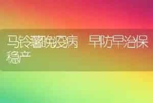 马铃薯晚疫病 早防早治保稳产