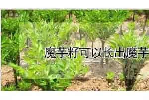 魔芋籽可以长出魔芋吗