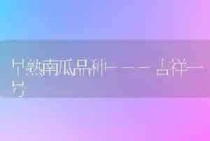 早熟南瓜品种---吉祥一号