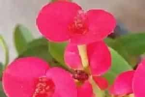 刺梅花适合在室内养吗?刺梅花的摆放与风水禁忌