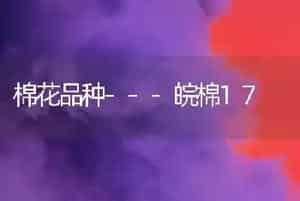 棉花品种---皖棉17