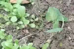 芥菜有苦味能吃吗?芥菜的作用与功效