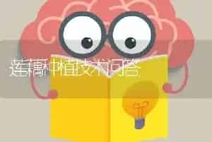 莲藕种植技术问答