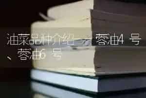油菜品种介绍--蓉油4号、蓉油6号