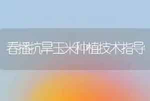 春播抗旱玉米种植技术指导