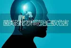 菌类药材怎样防治白蚁危害