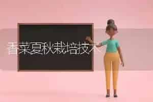 香菜夏秋栽培技术