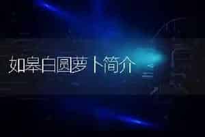 如皋白圆萝卜简介