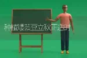 种植矮芸豆立秋正适时
