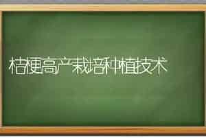 桔梗高产栽培种植技术