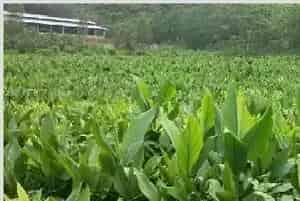 姜黄种植需要注意什么