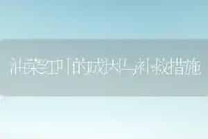 油菜红叶的成因与补救措施