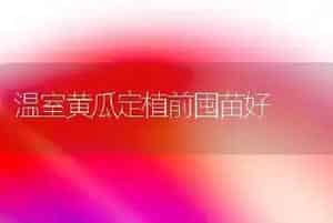 温室黄瓜定植前囤苗好