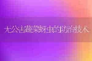 无公害蔬菜蚜虫的防治技术