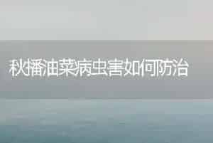秋播油菜病虫害如何防治