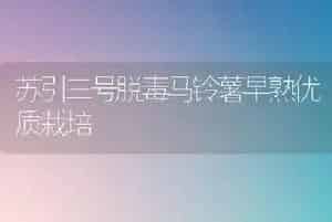 苏引三号脱毒马铃薯早熟优质栽培