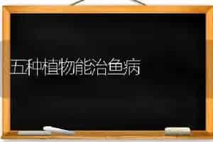 五种植物能治鱼病