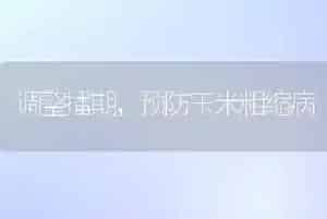 调整播期,预防玉米粗缩病