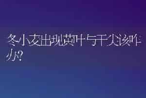 冬小麦出现黄叶与干尖该咋办?