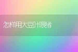 怎样用大豆叶喂猪