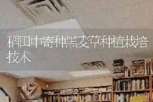 稻田中寄种黑麦草种植栽培技术